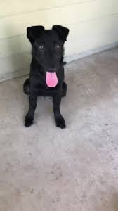 920 photos · 14 videos · 1,360 views. Good Karma Rescue Inc Vt Home Facebook