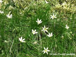 Image result for Zephyranthes candida