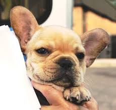 26 best photos french bulldog shelter nj : Two Dozen Frenchie And English Bulldog Puppies Rescued From Hot Van In New Jersey Phillyvoice
