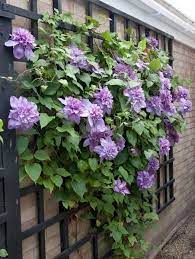 Buy from £24.99 at the rhs plants shop. Clematis Vyvyan Pennell Bambooplants Ca
