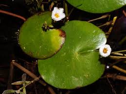 Image result for Nymphoides thunbergiana