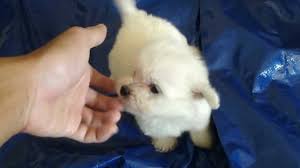 The pomeranian gets along well with other dogs and household pets, especially if socialized at a young age. My 3 Super Cute Tiny Teacup Maltipoo Pom Maltese Poodle And Pomeranian Mix Puppies Youtube