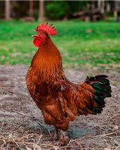 Everyone loves birds, but when it comes to knowing the name then very few people are those who know the name of birds in both hindi and english languages. Birds Name In Hindi English à¤ªà¤• à¤› à¤¯ à¤• à¤¨ à¤® Name Of Bird List