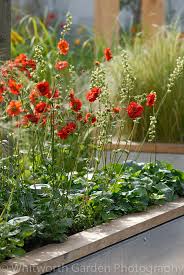 Image result for Heuchera cylindrica Greenfinch