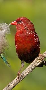 Black And White Bird With Red Throat Ohio Bengali Rojo Red Avadavat Tigerastrild Bengali Rouge Beautiful Birds Pretty Birds Bird Lovers