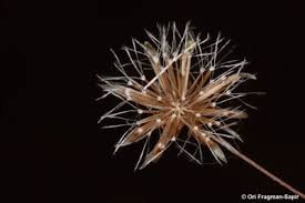 Image result for Leysera