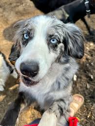 COPIED FROM ANOTHER BREEDER! LOVE THIS! There's a misconception that if you  don't religiously run or exercise an Australian Shepherd they'll be  destructive, misbehaved and unsatisfied. I find this to be an