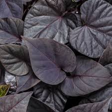 Image result for Ipomoea batatas pots