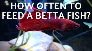 Many experts suggest one or two small feedings per day. How Often To Feed A Betta Fish Youtube