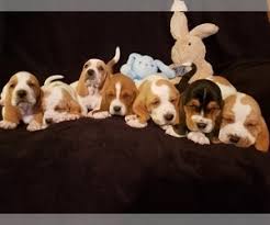 The basset hound is thought to be a descendant of the bloodhound. View Ad Basset Hound Litter Of Puppies For Sale Near Oklahoma Claremore Usa Adn 200779