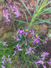 Image result for Cleome maculata