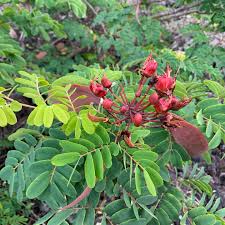 Image result for Hua gabonii