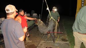 Pets are also permitted within the campground. Central Alabama Couples Capture Alligator At Roland Cooper State Park Wbma