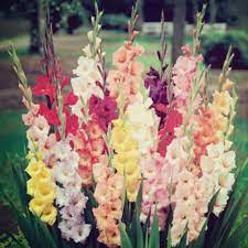 Produced only in small scale across cambodia, myanmar, and more recently vietnam, this natural fibre. Why Are Flowers So Expensive Not Quite Susie Homemaker