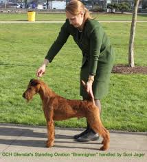 We acquired our first irish in 1996 and began showing in 1997. Breeders Of Purebred Irish Terrier Puppies For Sale