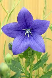 The skinny spikes of flowers have gorgeous looks, prolific dark purple flowers, and ease of care separate this plant from the rest. Beautiful Types Of Purple Flowers Care Growing Tips