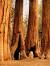 Sequoia National Park Map