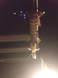 Its origins can be traced back to the 18th century. Oversized Alien Like Shrimp Caught Off Florida Is Id Ed Live Science