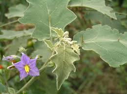 Image result for Solanum anguivi