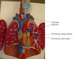 Respiratory System Model Labeled Respiratory System Models Written On The Body Respiratory System Respiratory