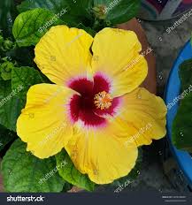 Image result for Hibiscus panduriformis