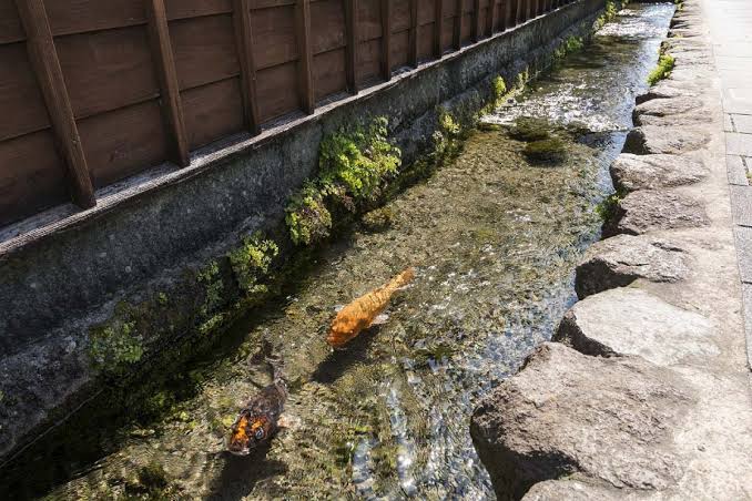 Ikan koi di selokan di jalan-jalan kota Shimabara