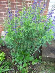 Some plants are more drought tolerant and frost tolerant than others. Baptisia Australia How To Grow This Perennial With Purple Flowers