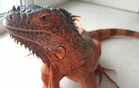Iguanas are super sweet, they can be a little crazy (like wiggley and try to get away) when you first meet them, but they reeally bond with you and get attached. Iguana Pet Types And Types Of Green Iguanas Morphs Care Guides For Pet Lizards