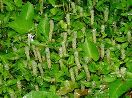 Image result for Nelsonia smithii