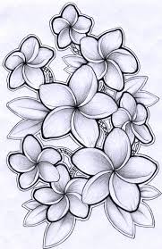Frangipani Plumeria Tattoo Hawaiian Flower Drawing Flower Drawing