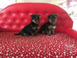 Satilik Yorkshire Terrier Yavrulari Club K9 Kopek Ciftligi Ve Binicilik Merkezi Yorkshire Terrier Teriyer Yorkshire