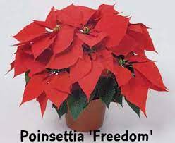 Poinsettias