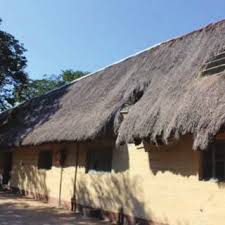 Image result for Tristachya nodiglumis