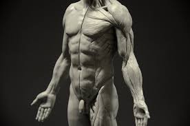 This anatomy drawing reference explains the differences between female and male legs. Male Anatomy Figure 11 Inch Anatomical Reference For Artists Grey Amazon De Toys Games