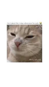 Please Keep Making Noise Video In 2020 Cute Animals Cute Baby Animals Funny Animal Jokes