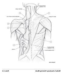 The term muscle is omitted from muscle names (except when a muscle is an origin or insertion), and the term bone is omitted from bone names. Anatomy Coloring Book Free Anatomy Coloring Book Coloring Books Anatomy Coloring Pages