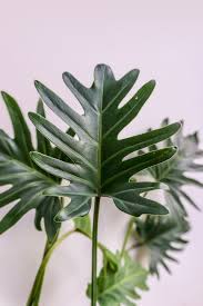 Caring For Your Philodendron Xanadu C Soonafternoon Plants Plant Leaves Plant Goals