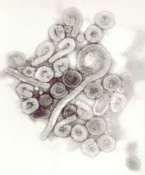 Check spelling or type a new query. Ebola Structure