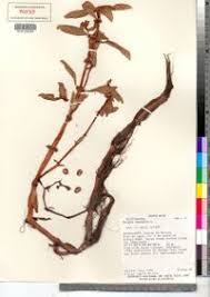 Image result for Bergia