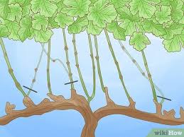 Image result for pruning grapes on a pergola