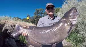 The area is popular for all kinds of water recreation, including swimming professional bass fishing organization such as the u.s. California Fisherman Reels In 30 Pound Catfish In Clear Lake To Set Possible World Record