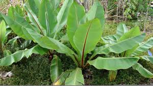 Image result for Ensete ventricosum