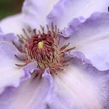 Image result for Clematis villosa