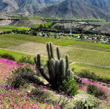 Secretos Del Valle De Elqui On Instagram Colores Del Valle Bendita Primavera Valledeelqui Vicuna Elqui Valley Like Instagram Stargazing