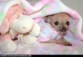 Baby Emma Cleft Palate Chihuahua Cute Chihuahua Cute Baby Animals Chihuahua Love