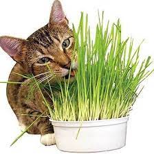 Cat Grass Seed Grass Seed Eating Kittens About 50 By Greenworld1 3 99 Cat Grass Wheat Grass Seeds Pet Grass