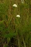 Image result for Brownleea galpinii