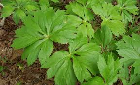 Image result for Podophyllum  peltatum