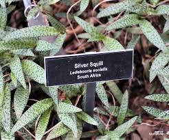 Image result for Ledebouria