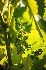 The flowers have a racem form, the fruits are a botanically, a berry, of different shapes and colors, grouped in bunches. Young Grape Flower Buds On The Vine Photograph By Jon Ingall